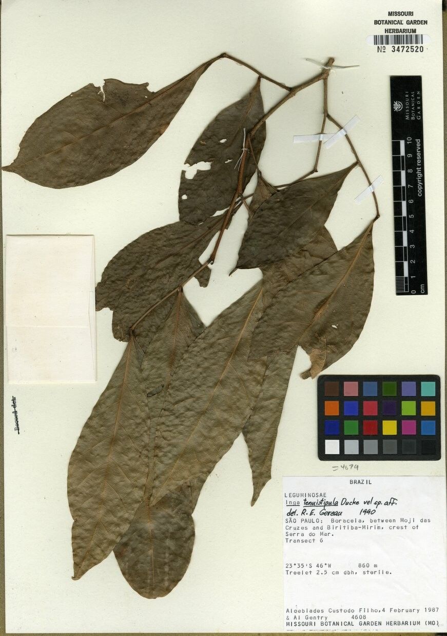 Inga tenuistipula — houseplant care guide