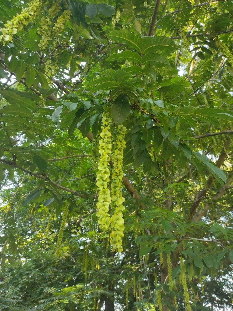 Pterocarya fraxinifolia flower