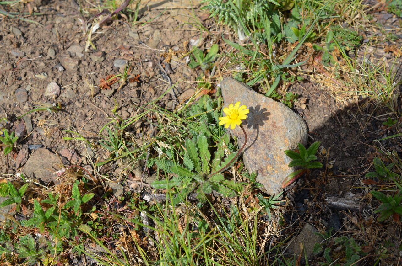 Leontodon tuberosus — houseplant care guide