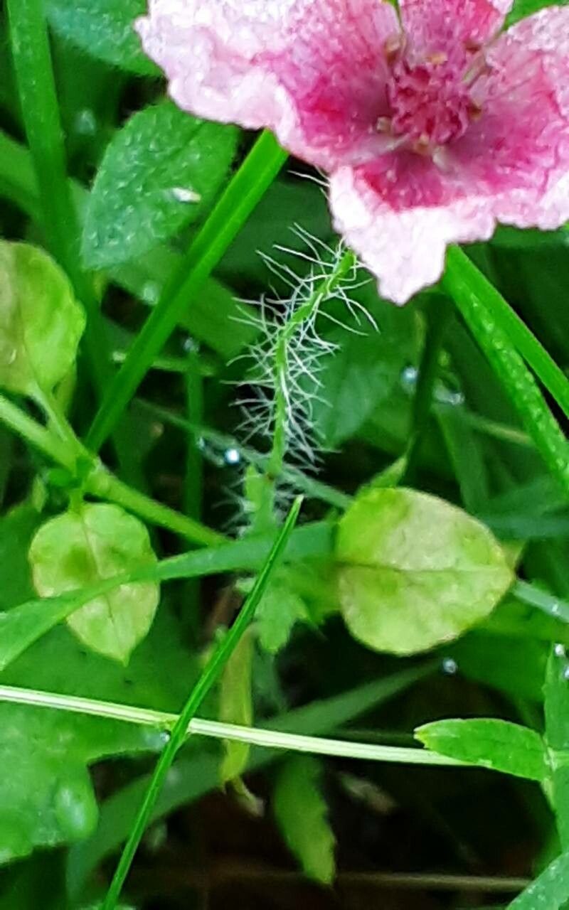 Roemeria argemone leaf