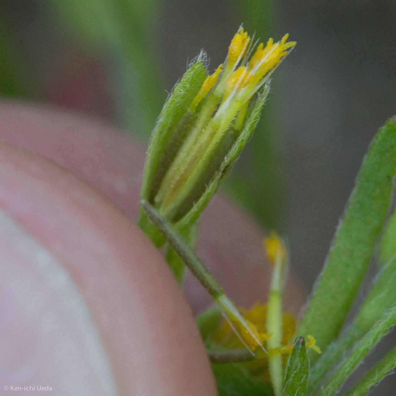 Lasthenia microglossa flower