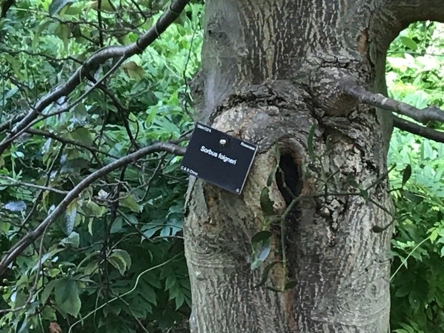 Sorbus folgneri bark