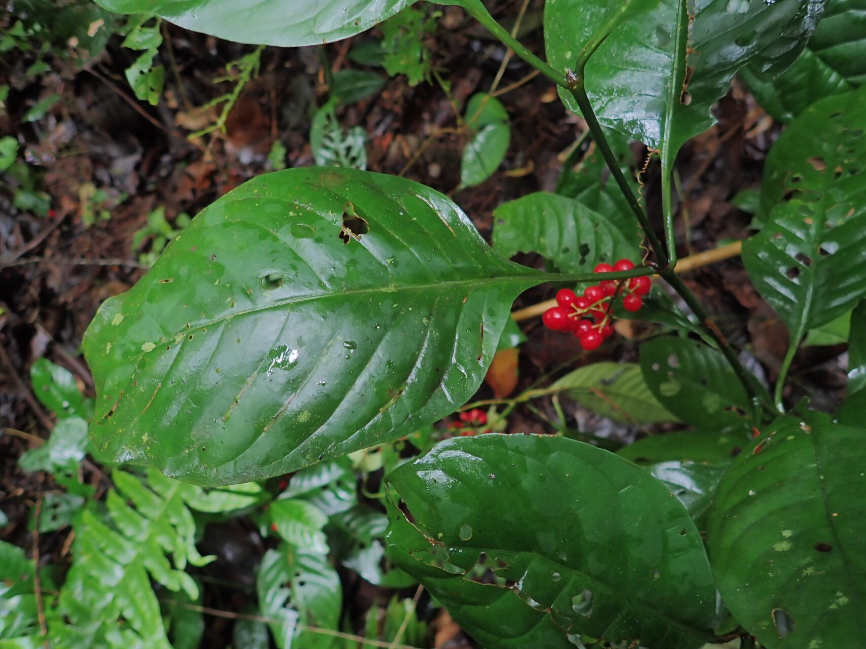 Psychotria brachyantha leaf