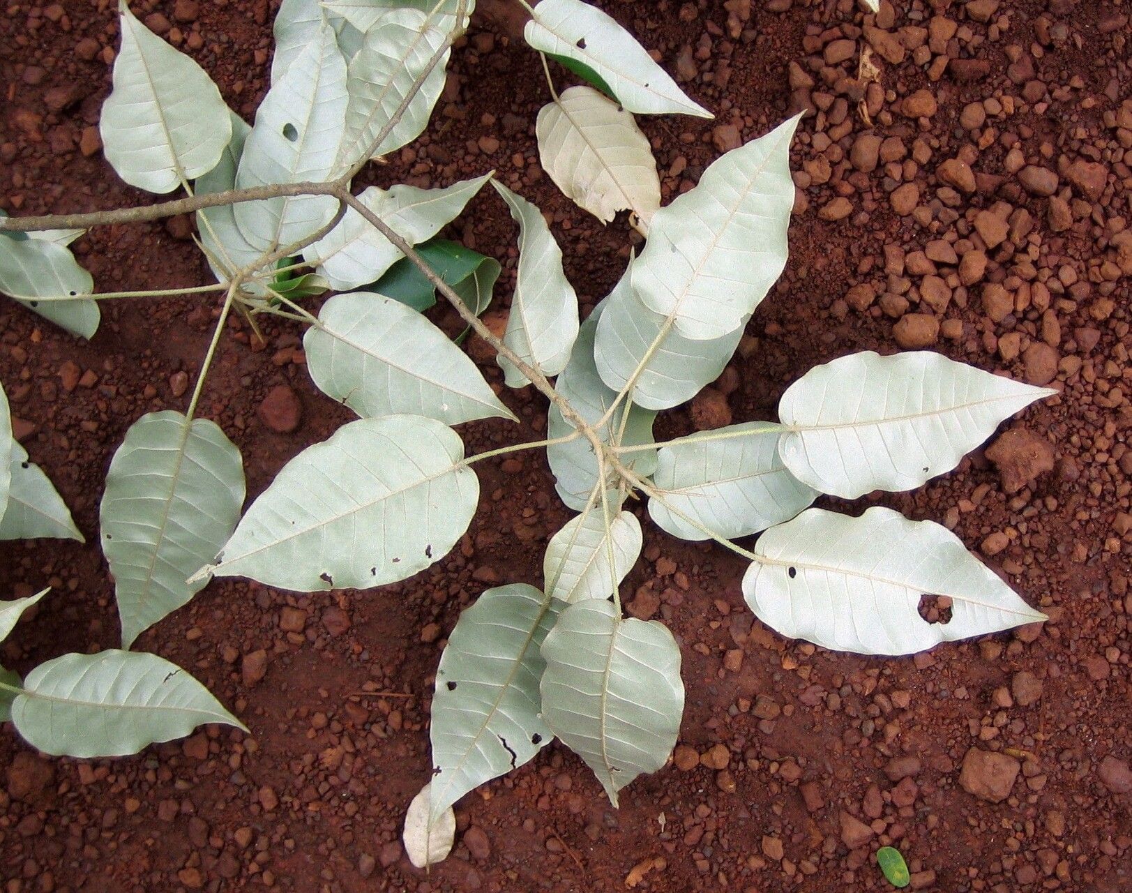 Croton aubrevillei — houseplant care guide