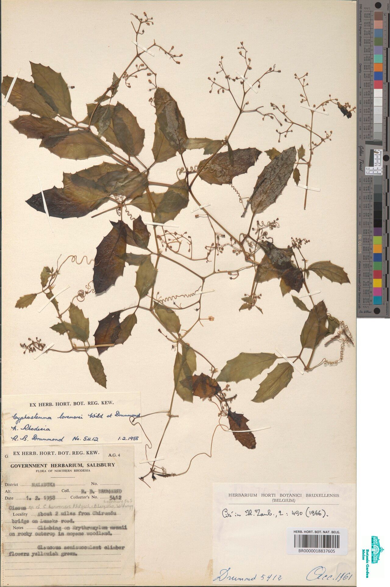 Cyphostemma libenii — houseplant care guide