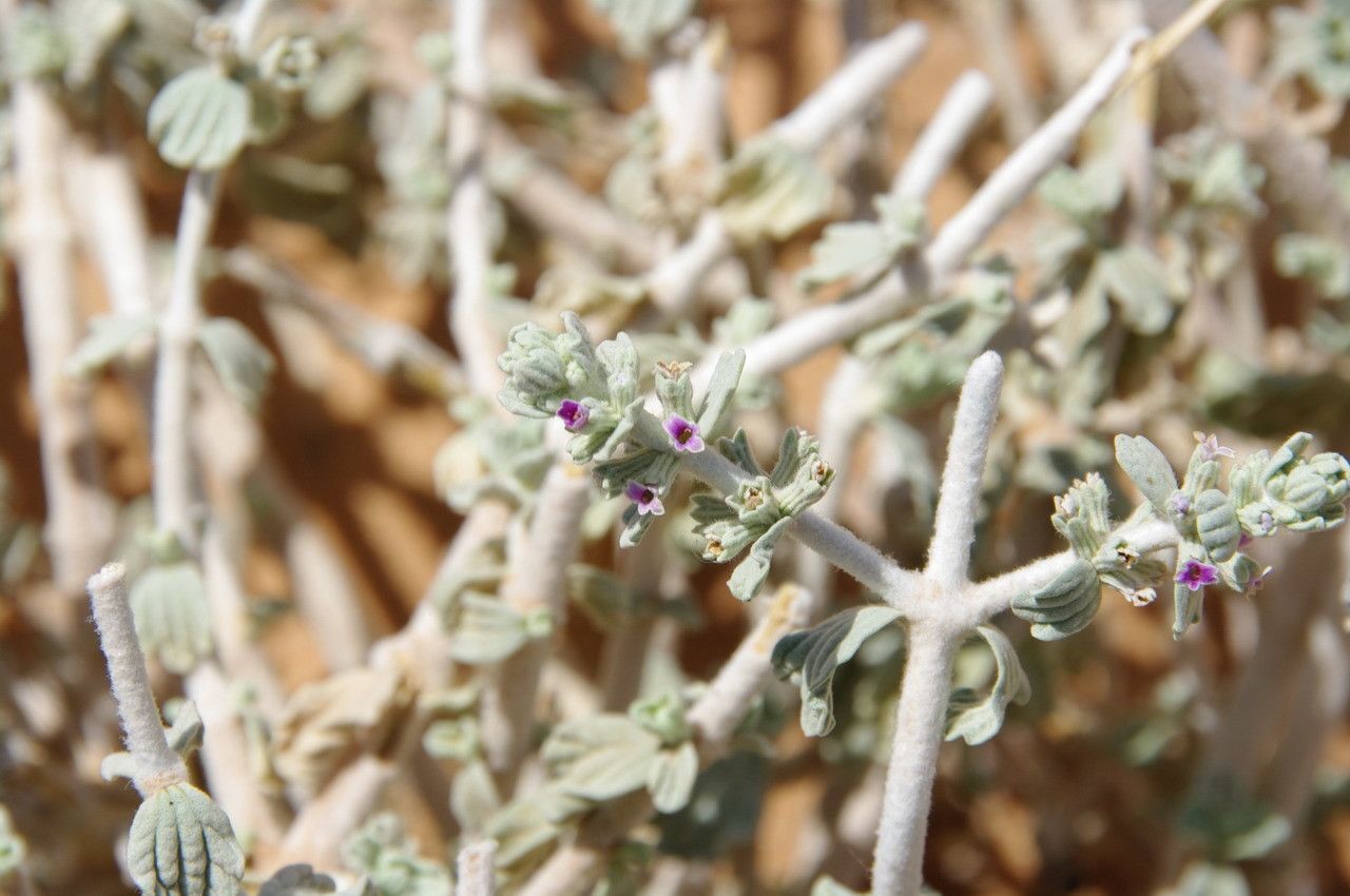Marrubium deserti other
