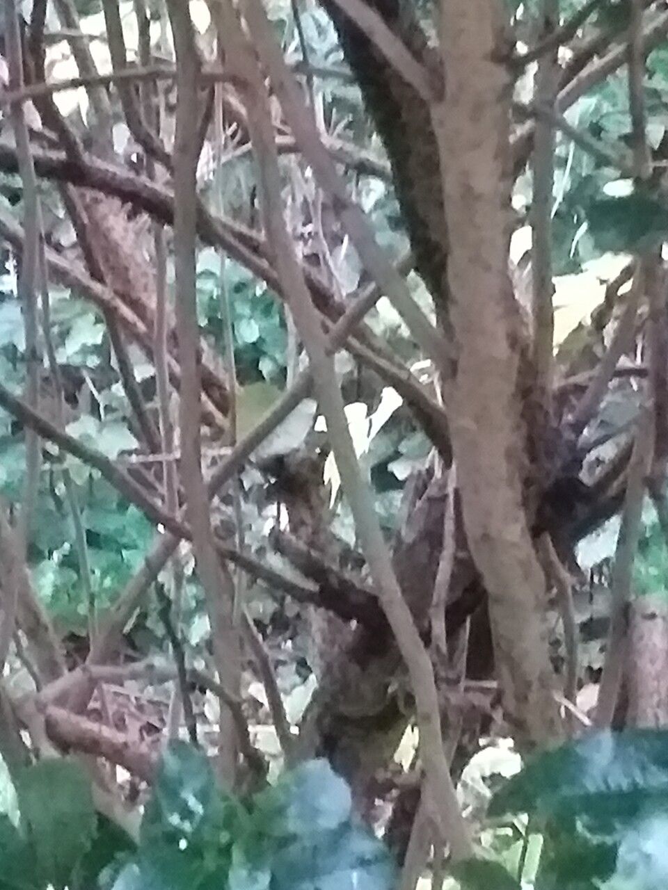 Berberis × neubertii bark