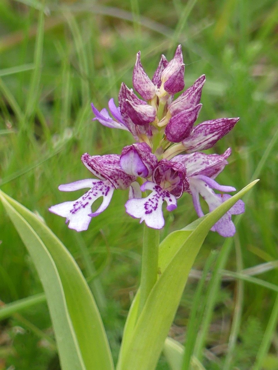 Orchis × hybrida flower