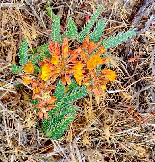 Hoffmannseggia trifoliata — houseplant care guide