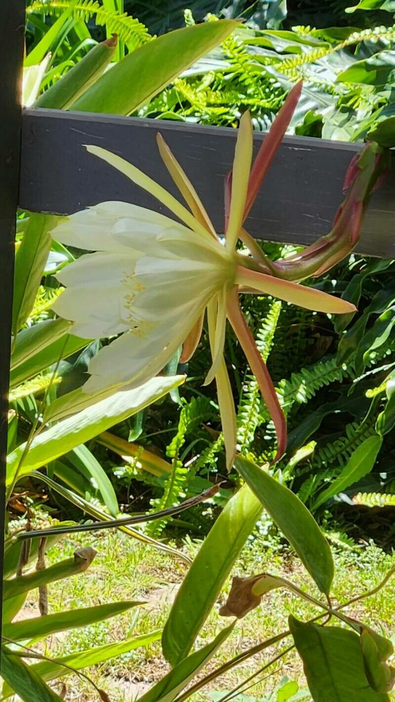 Epiphyllum thomasianum — houseplant care guide