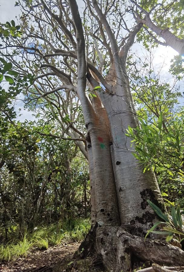 Cyphostemma mappia — search result for 'Vitaceae'