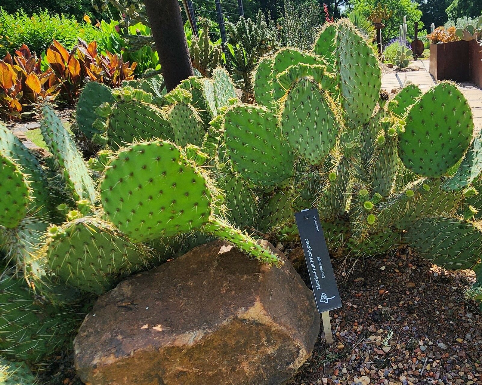 Opuntia strigil habit