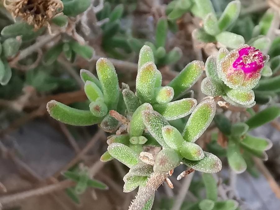 Drosanthemum hispidum — search result for 'Aizoaceae'