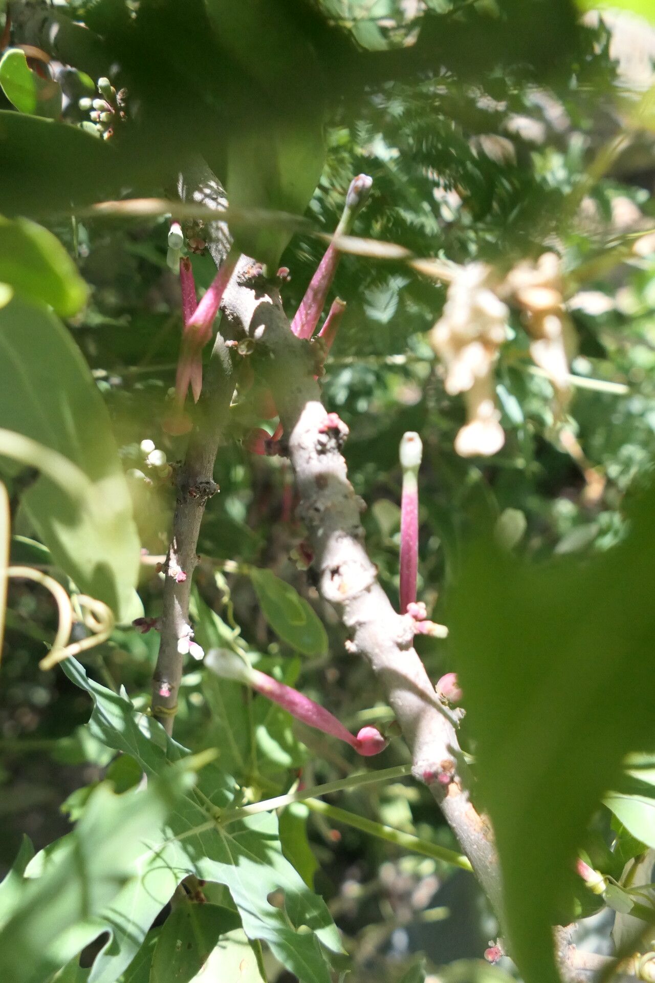 Tapinanthus oleifolius bark