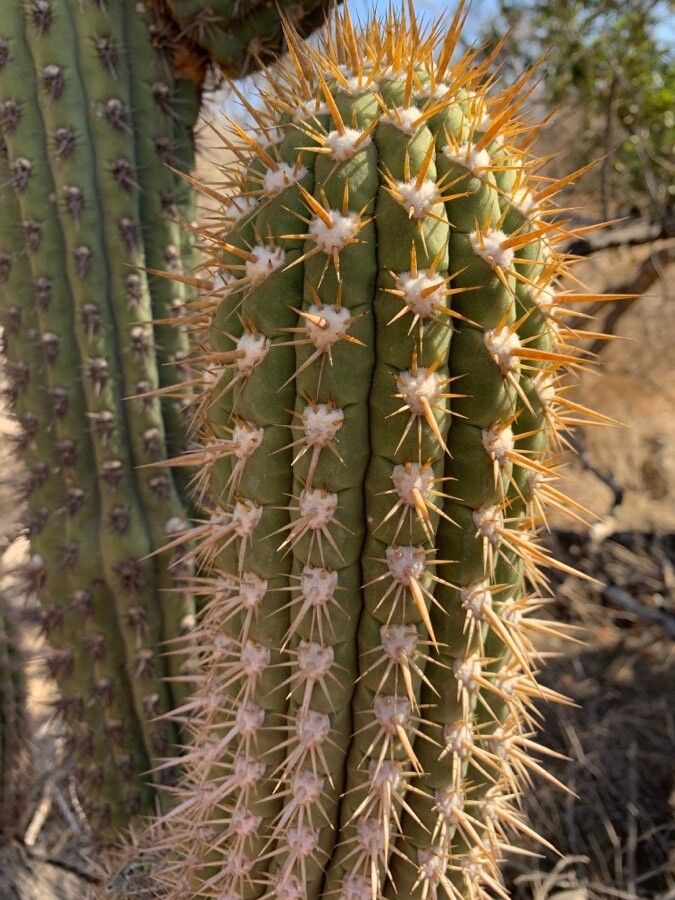 Leucostele chiloensis bark