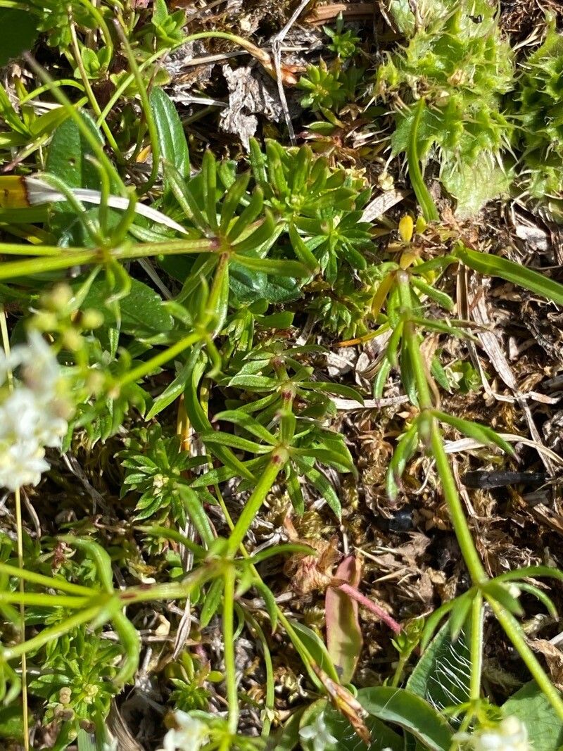 Galium anisophyllon leaf