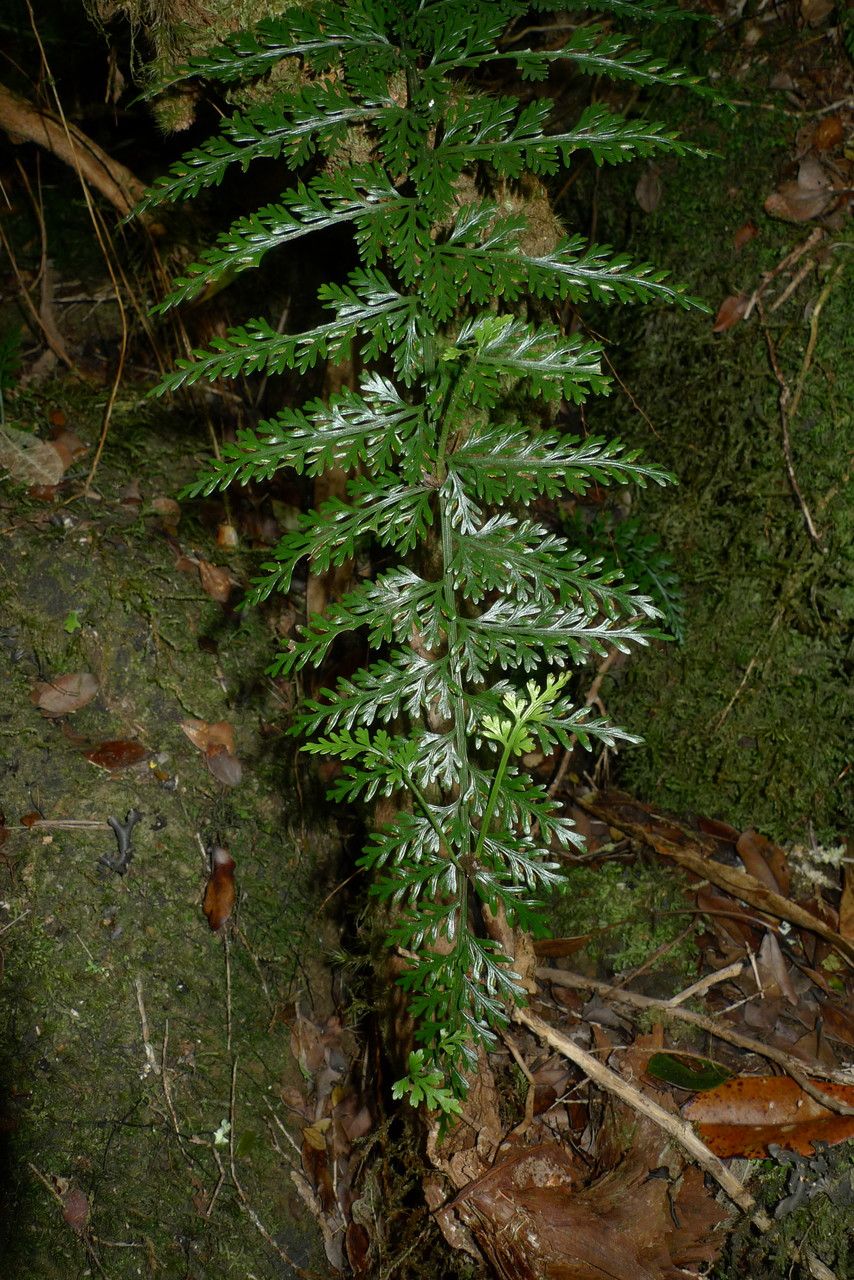 Asplenium pseudobulbiferum habit