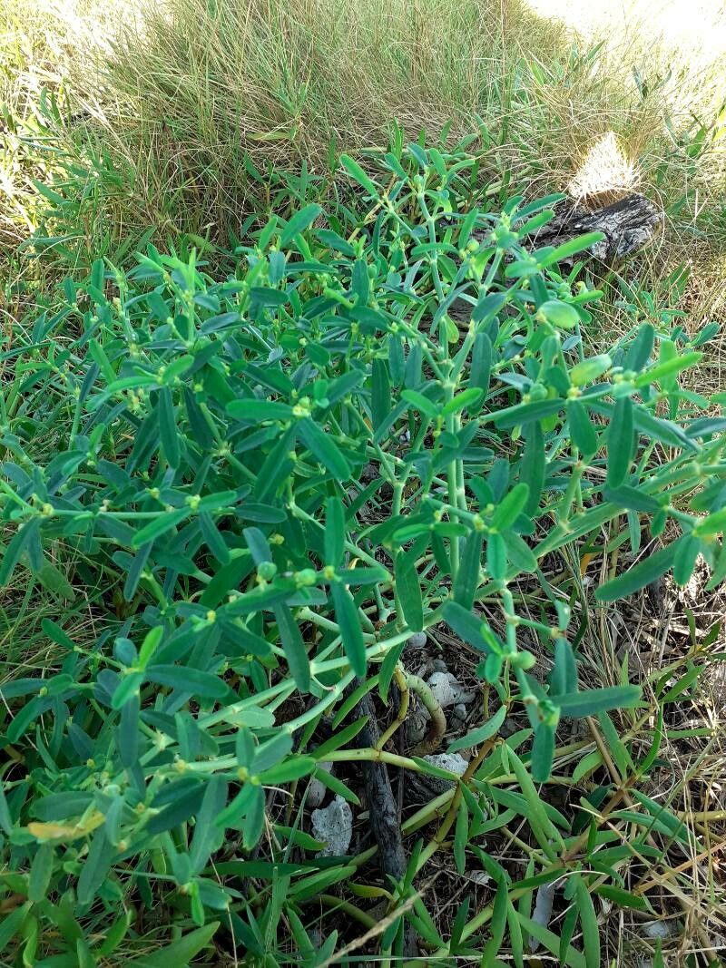 Euphorbia tannensis habit