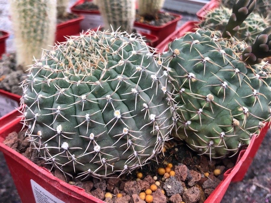 Gymnocalycium baldianum — search result for 'Cactaceae'