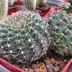 Gymnocalycium baldianum