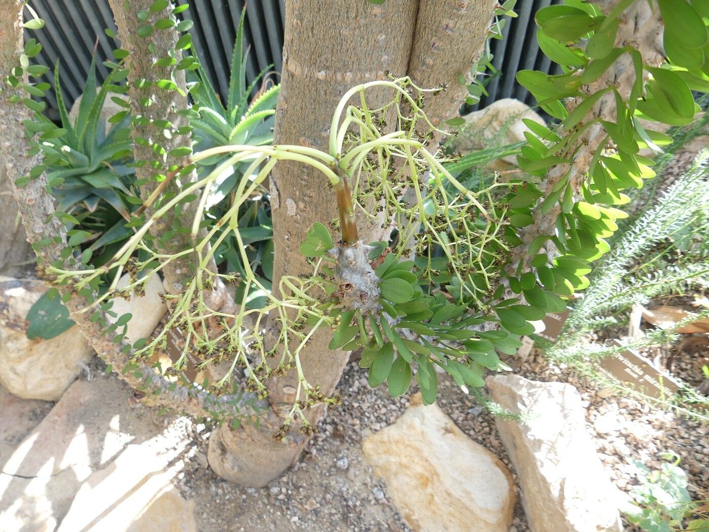 Alluaudia procera flower