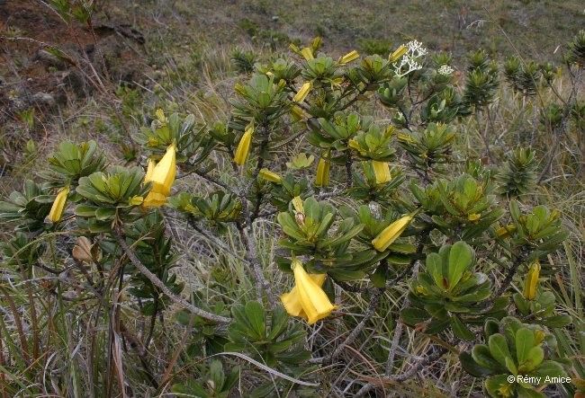 Thiollierea pachyphylla habit