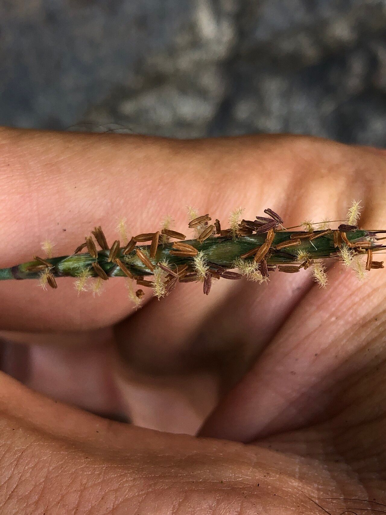 Ischaemum barbatum — related species from the same genus