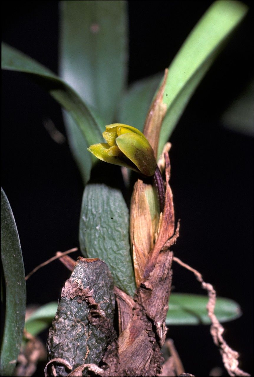 Maxillaria caespitifica flower