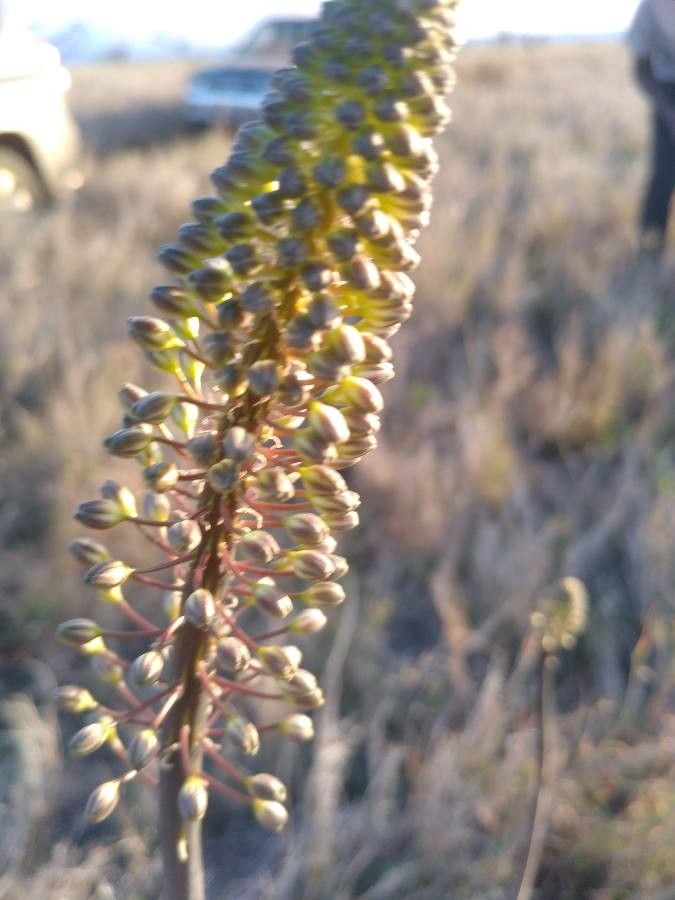 Drimia altissima flower