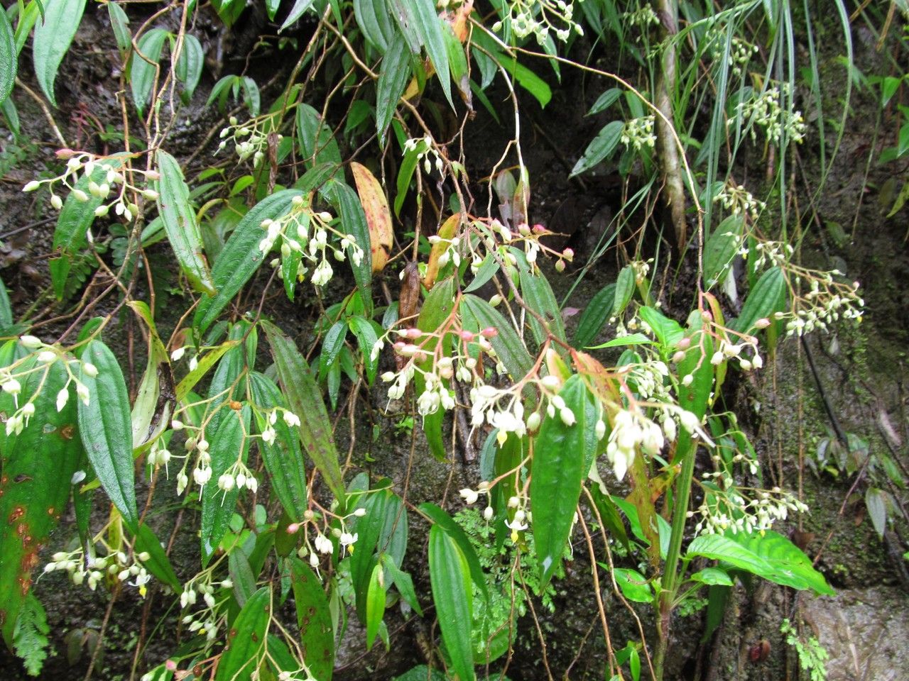Centradenia paradoxa habit