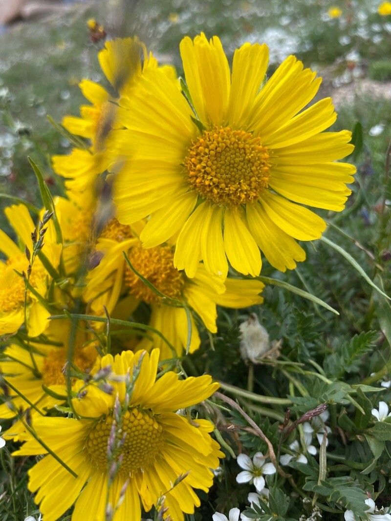 Hymenoxys grandiflora — related species from the same genus
