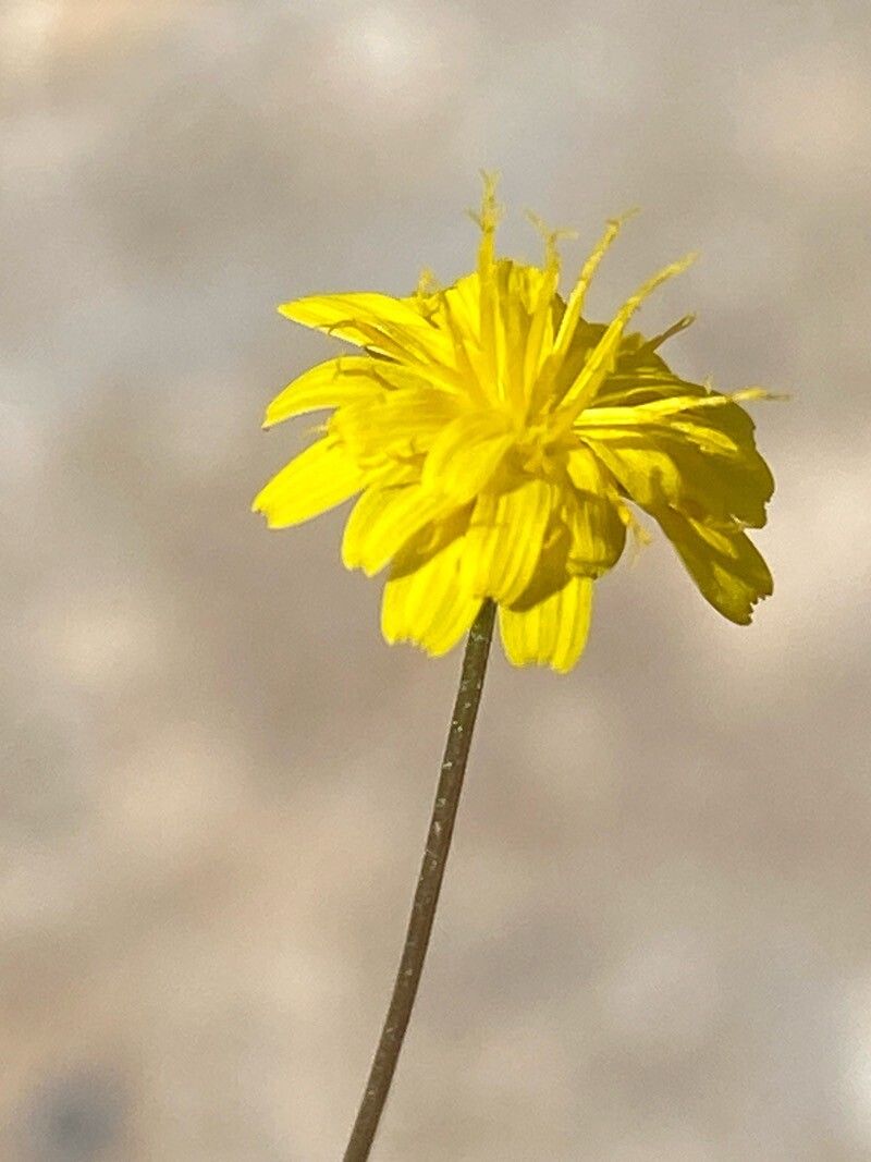 Anthemis ammanthus flower