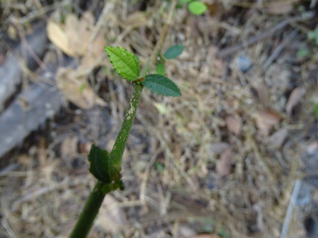 Triumfetta rhomboidea leaf