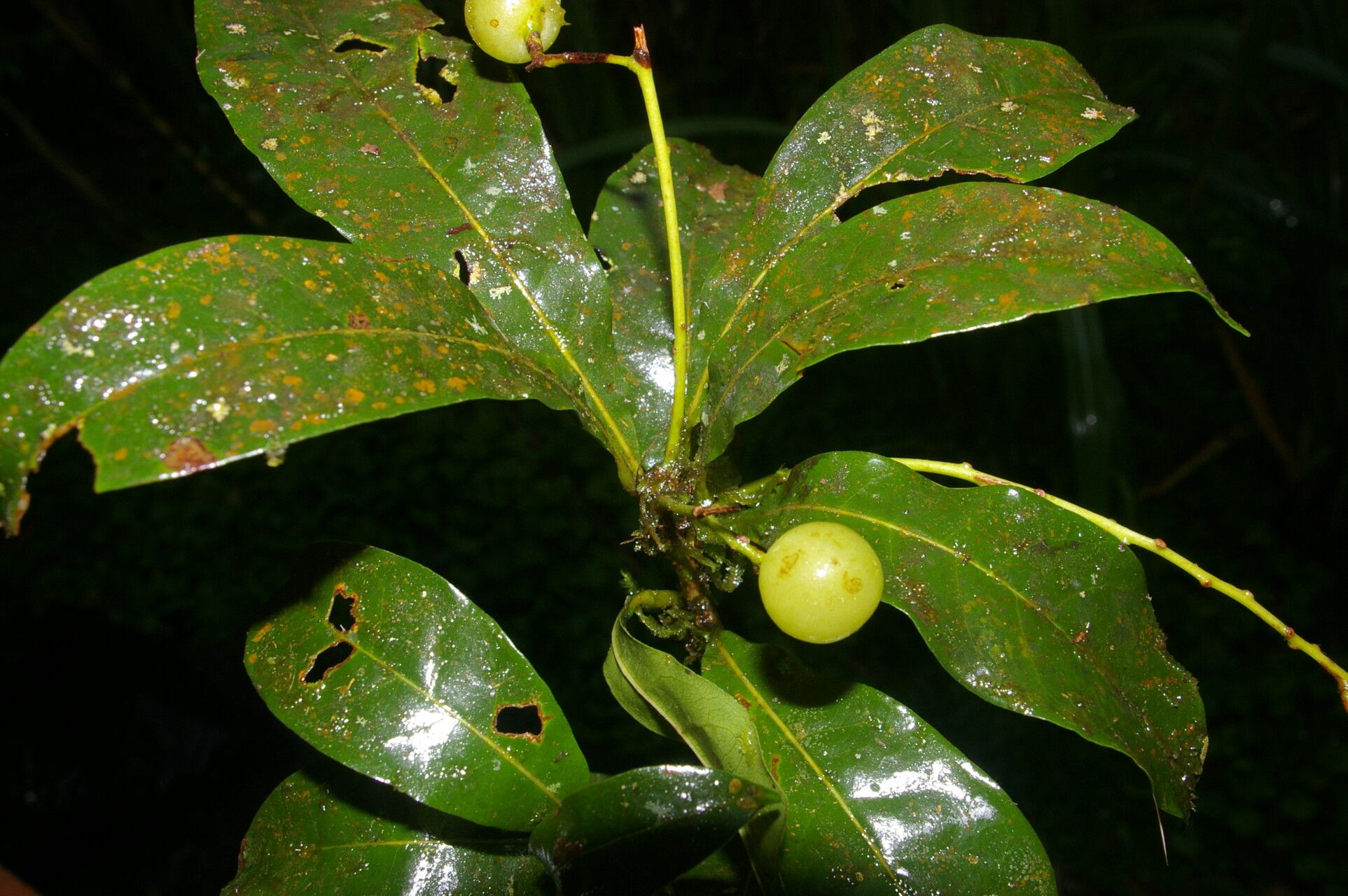 Meliosma idiopoda fruit