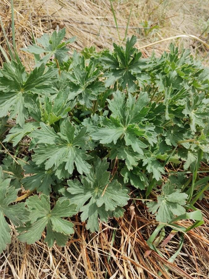 Geranium viscosissimum leaf