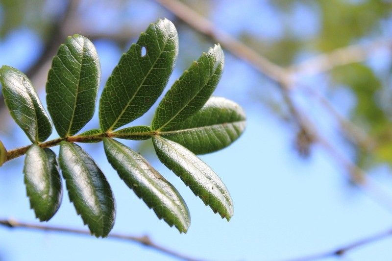 Weinmannia mauritiana — houseplant care guide