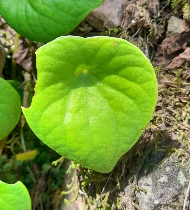 Peperomia armstrongii — houseplant care guide