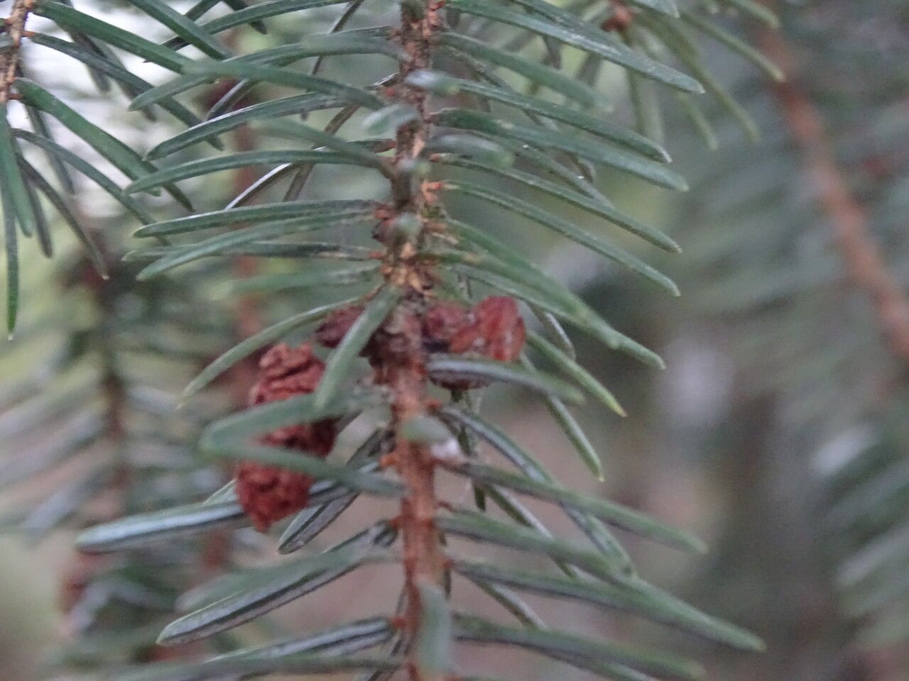 Picea koyamae leaf