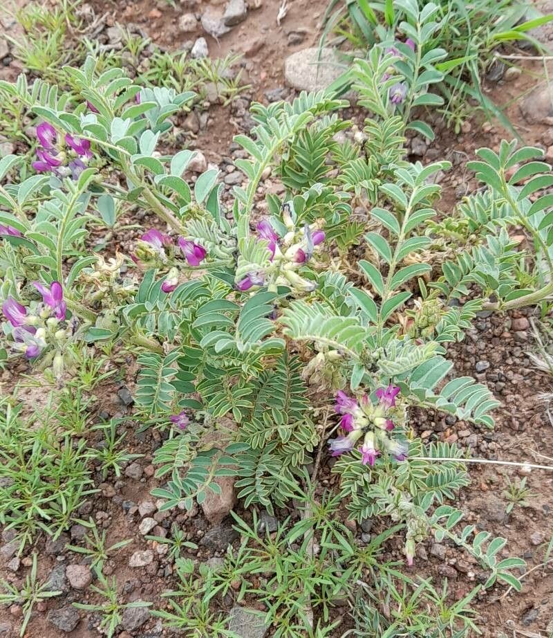 Astragalus monticola habit