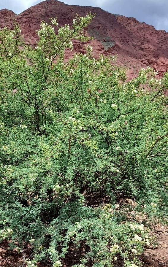 Mimosa farinosa habit