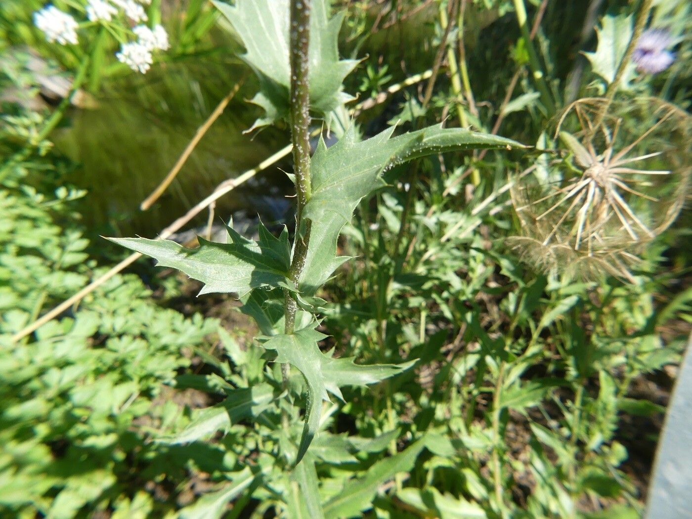 Carthamus caeruleus — related species from the same genus