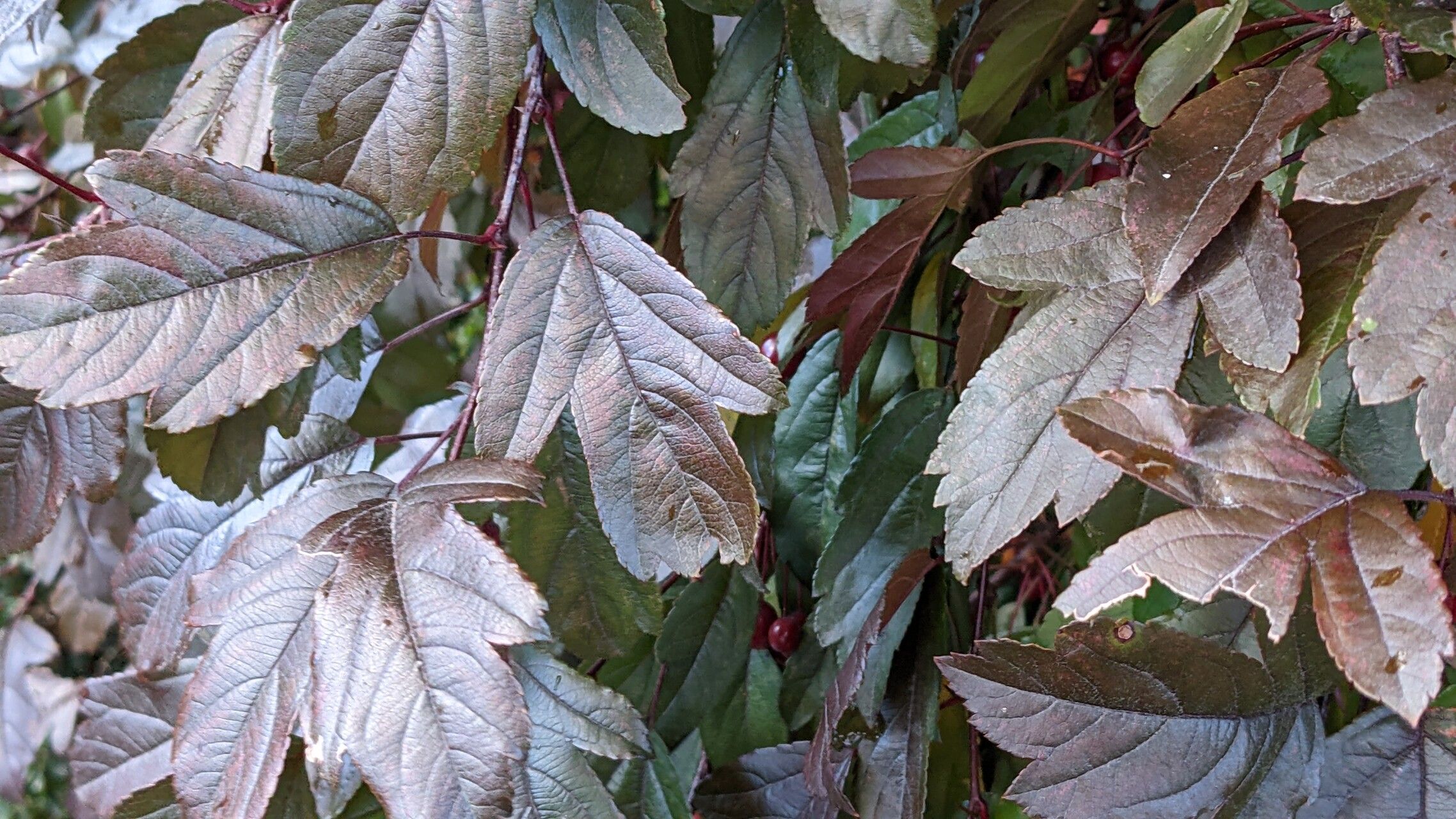 Malus sieboldii leaf
