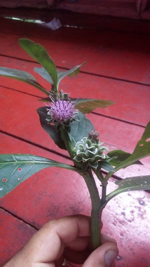 Pacourina edulis flower