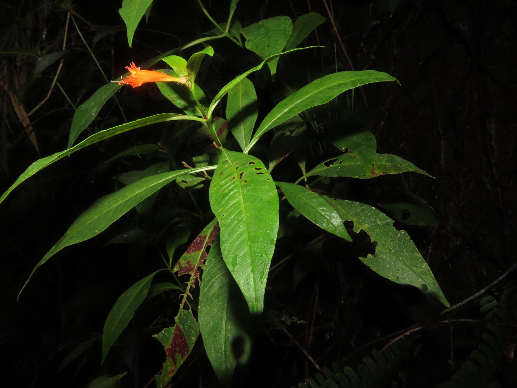 Cuphea appendiculata leaf