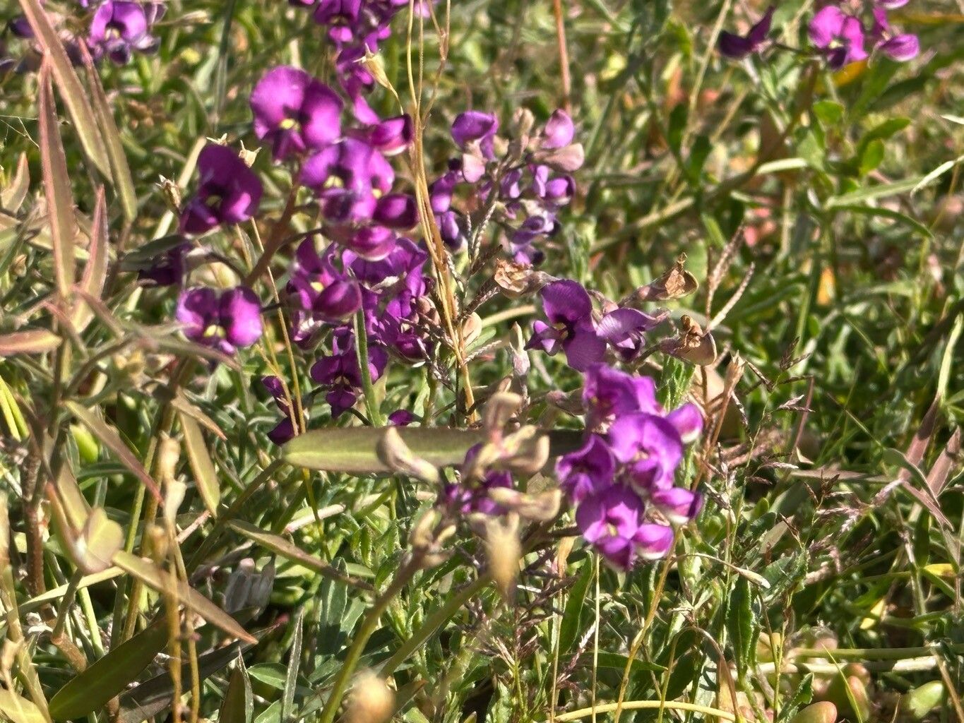 Swainsona procumbens — related species from the same genus