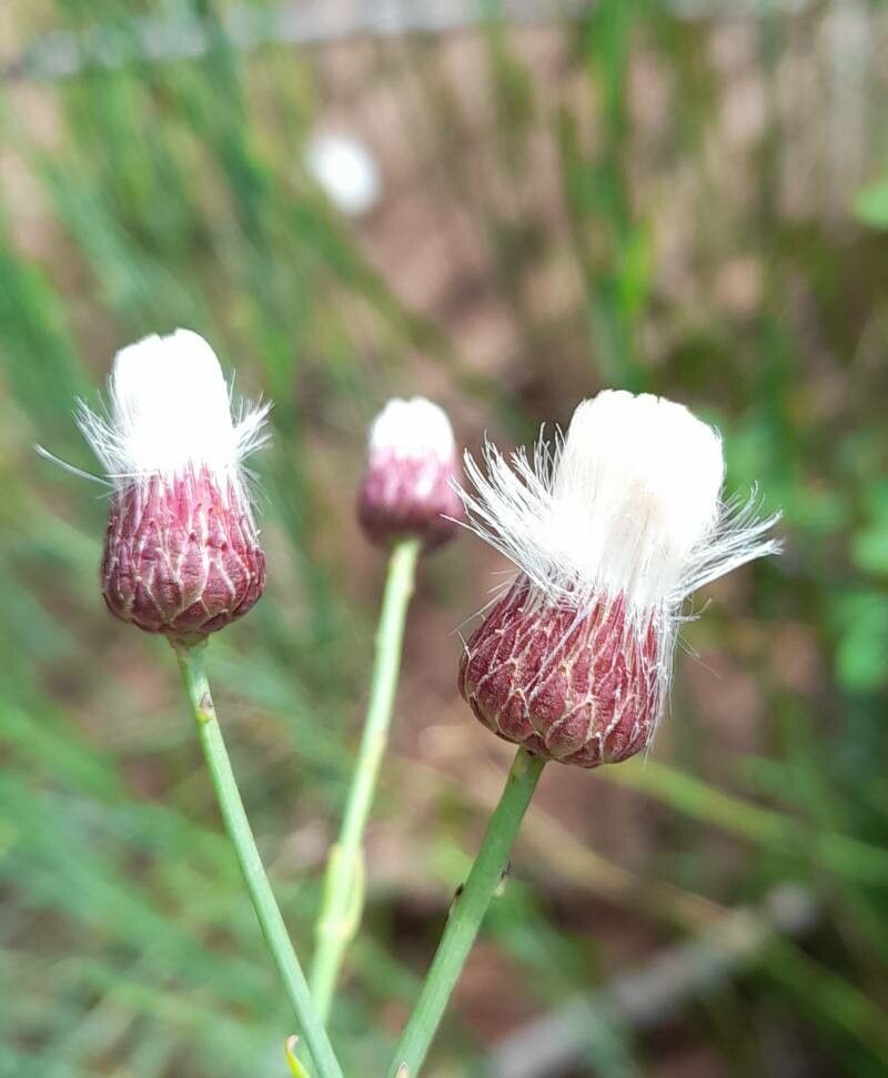 Baccharis juncea fruit
