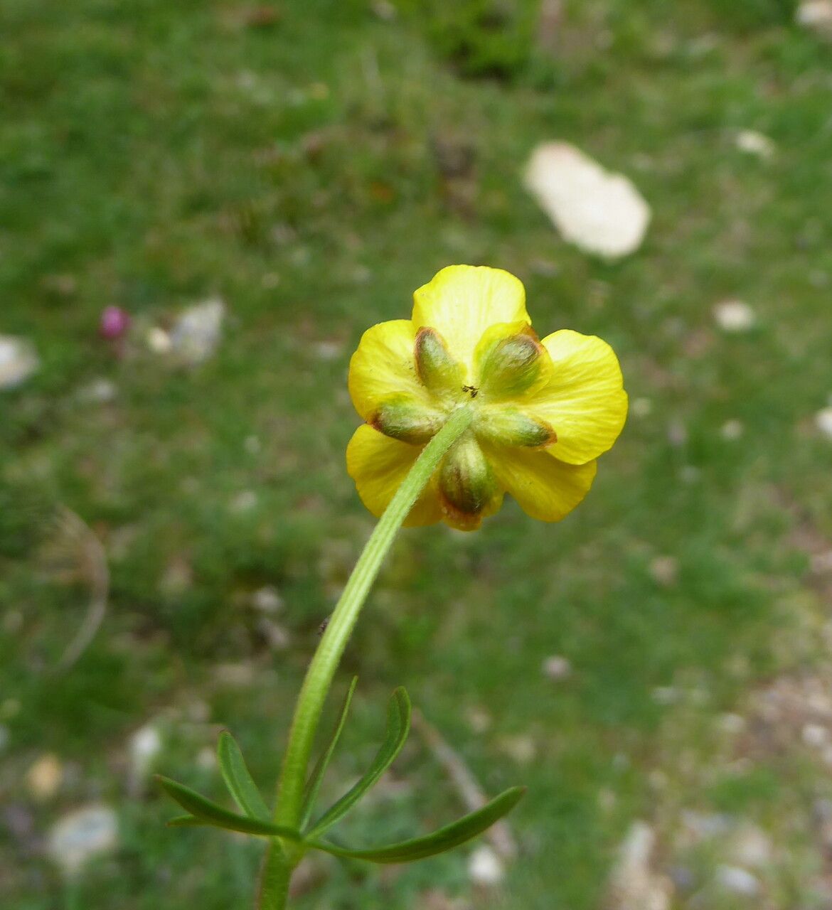 Ranunculus auricomus flower