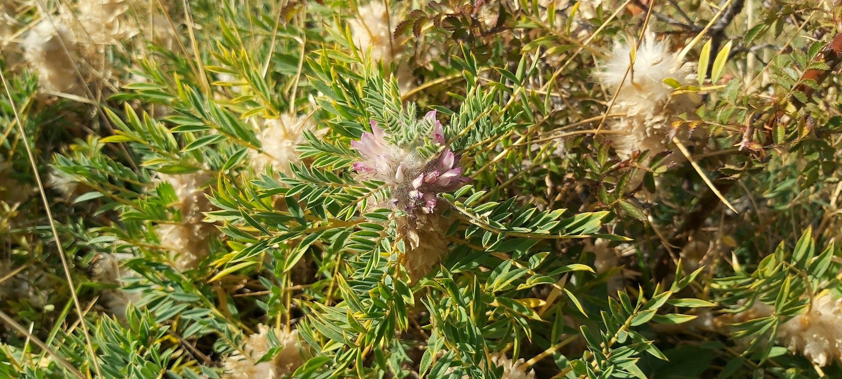 Astragalus thracicus — houseplant care guide