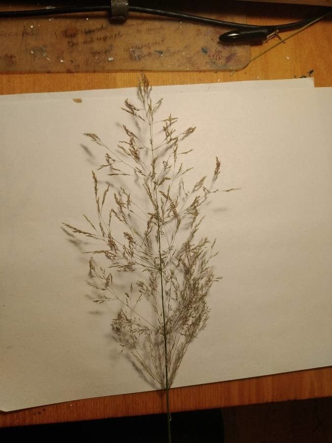 Agrostis gigantea fruit