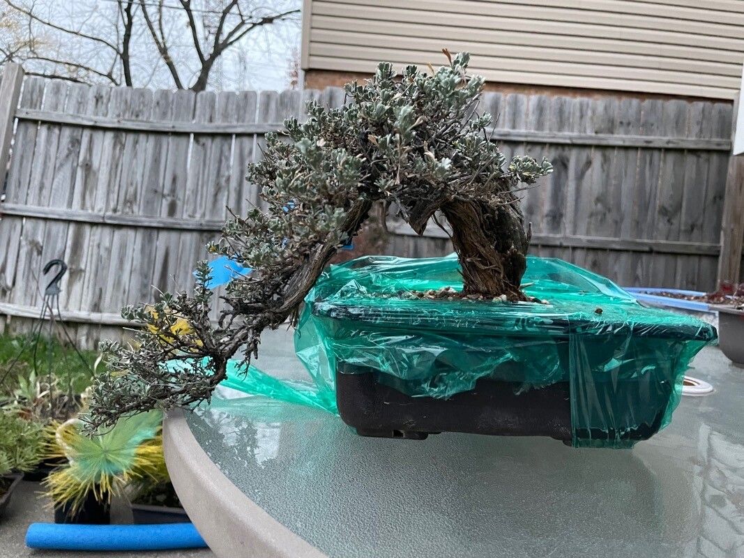 Artemisia arbuscula leaf